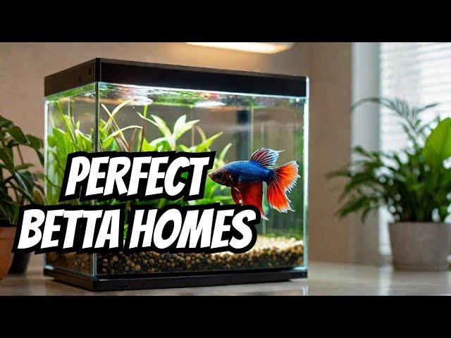 The Best Betta Tanks (and Why You Need One)