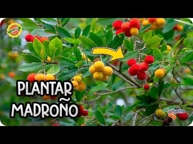 Cómo Plantar Madroño: Guía Completa de Cuidados y Beneficios - La Huertina de Toni