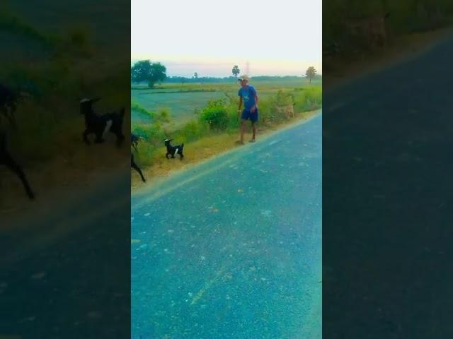 short Bakri charane ka Tarika bakre ghas khati hai