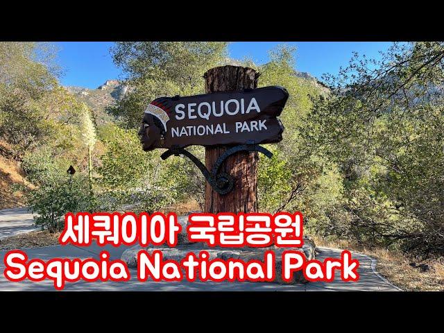 4K [미국여행] 세쿼이아 국립공원 Sequoia National Park