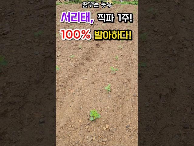 [꿈꾸는농부] 서리태, 직파후 1주일! 100% 발아하다! #서리태재배 #서리태파종 #서리태직파 #전원생활 #시골살이 #farming #텃밭농부 #정원관리 #농사일기 #농사노하우