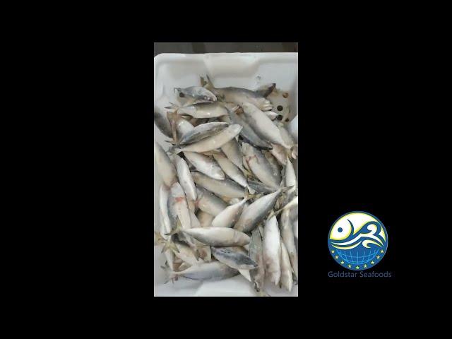 Indian Mackerel Ikan Kembong Kembong Fish For Sale|Goldstar Seafoods