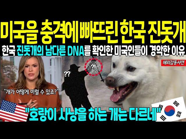 [해외감동상사연] "이런 개는 처음 봤다" 진돗개 DNA에 숨겨진 비밀을 밝힌 미국! 한국 무시했던 미국인들을 충격에 빠뜨린 입양한 진돗개의 믿을 수 없는 선택, 감동을 준 기적!