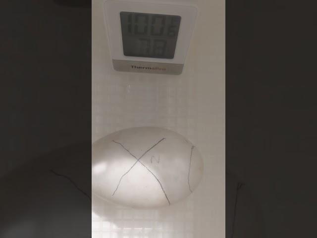goose egg incubator update #3