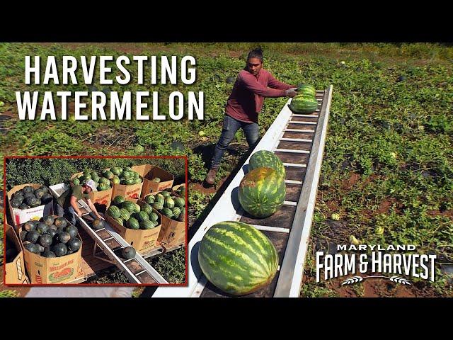 How Watermelons are Harvested  |  MD F&H