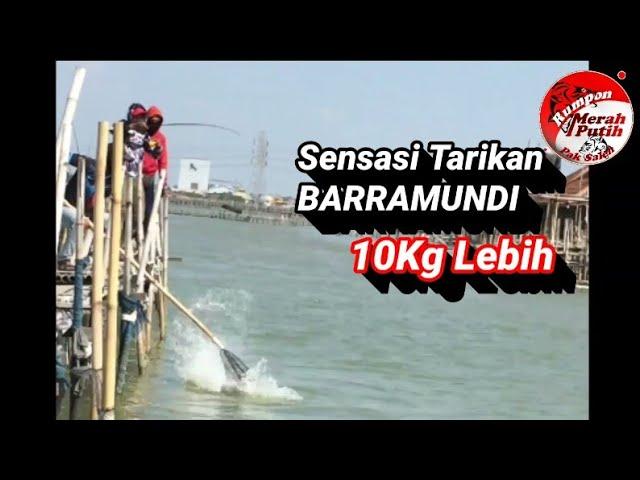 Tarikan Babon Barramundi || Rumpon Pak Saleh