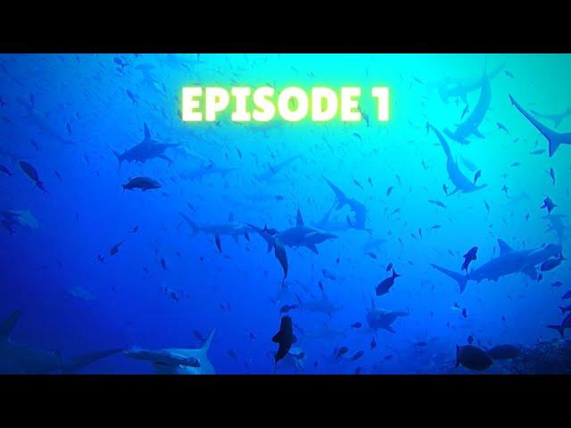 Shark Attacks | Deep Blue Discovery | Episode 1