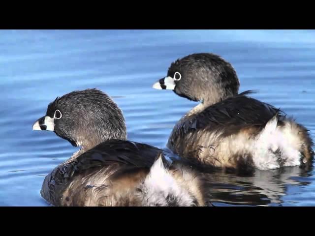 Pied-billed Grebes