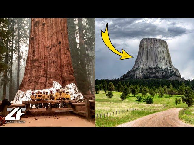 Amazing, This is 7 Giant Trees in the World