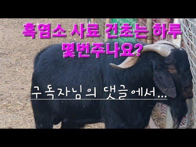 신성[동물농장 흑 염소방송tv] 흑염소 사료 건초 먹이는 하루 몇번  주시나요? #흑염소 #건초 #사료 #염소먹이