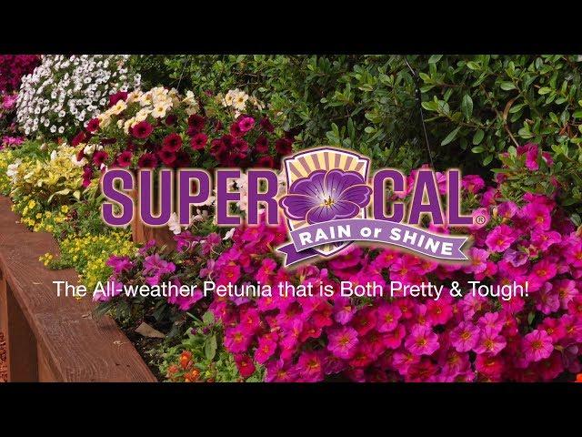 SuperCal® Petunias Take the Rain and Keep On Blooming!