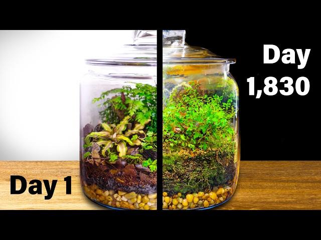 Simulating a Forest in a Jar for 5 Years