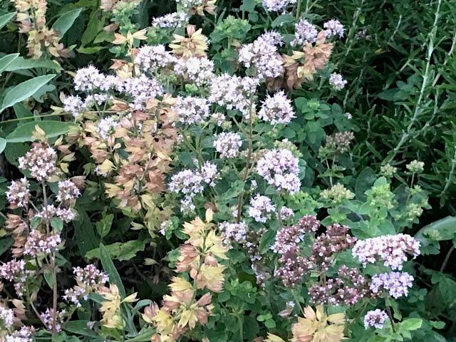 Marjolaine ou origan des jardins 'Origanum majorana' Des arômes parfumés