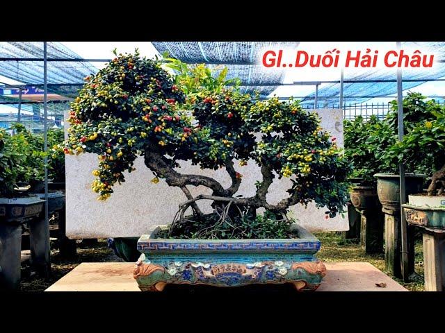 Duối Quái Nghệ Thuật. Hải Châu BonSai Đẹp Giao Lưu Lh Zalo #0386484997