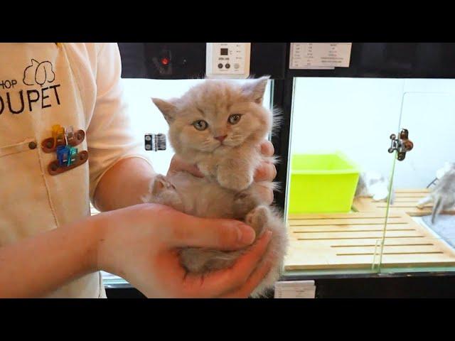 애견샵직원이 알려주는 부산강아지분양 부산고양이분양 미유펫 9월 이벤트 시작!  [애견샵알바, 라일락브리티쉬숏헤어, 블랙탄포메라니안, 초코포메라니안]