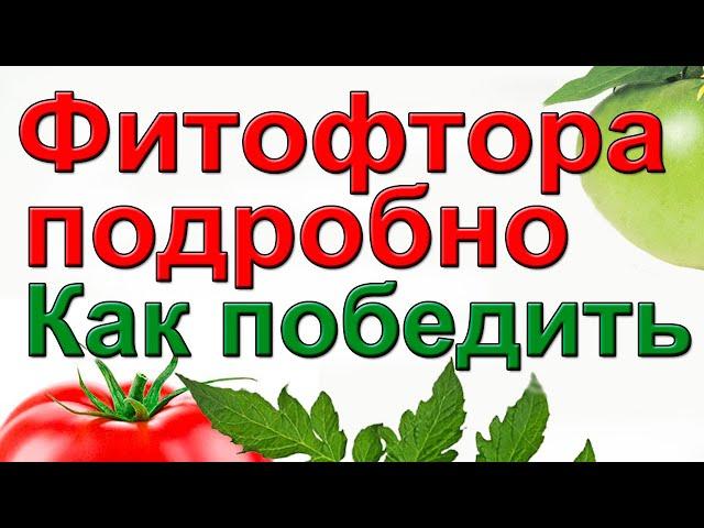 ФИТОФТОРА. Как вылечить с гарантией..