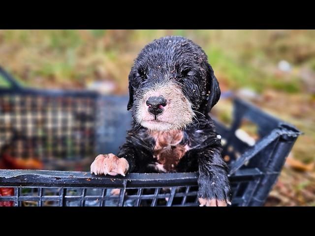 This Puppy Barely Survived After Losing His Family
