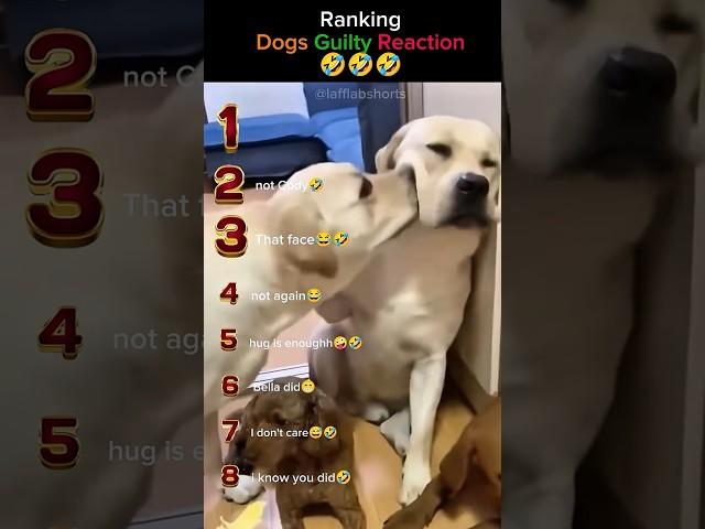 Ranking Guilty Dog Moments That Will Make You Laugh!