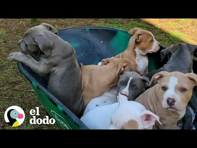 Pareja no tiene idea de que su perrita de paso está embarazada con toneladas de cachorros | El Dodo