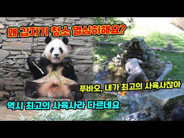 왜 갑자기 청소 열심히해요?  푸바오, 내가 최고의 사육사잖아  역시 최고의 사육사라 뭔가 다르네요! 