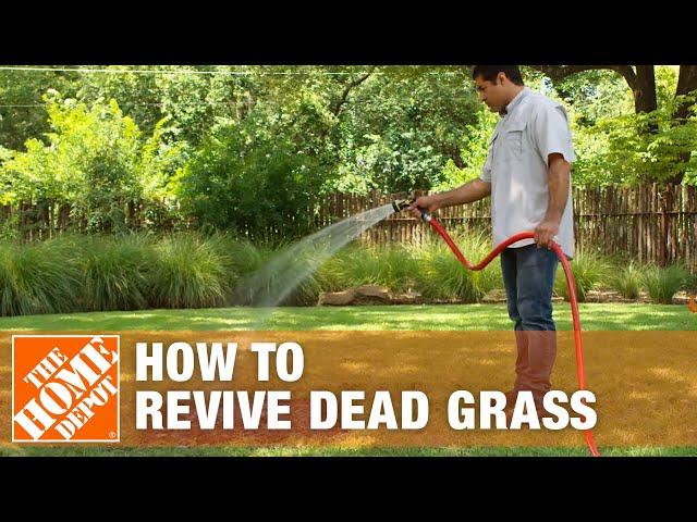 How to Grow Grass with Dead Grass Spots | The Home Depot