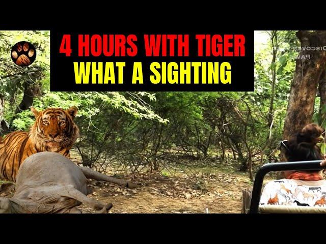 Big Male Tiger Sighting in Zone 10 of Ranthambore National Park | 4 Hours with the Wild Tiger 4K