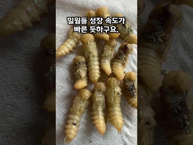 아니! 교실에 밀웜 방치했더니...