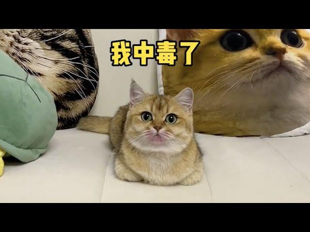 【牛奶是只猫】小猫咪竟然那么喜欢舔屏……也不知道和谁学的！！