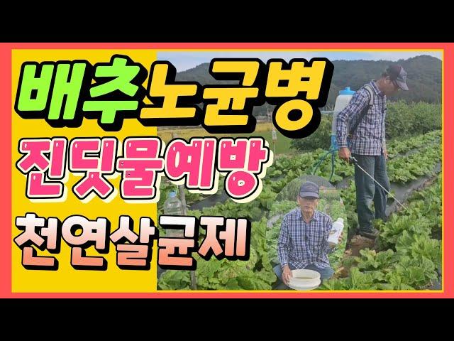 배추노균병 방제방법 천연살균제