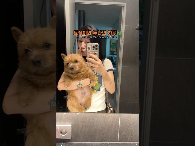먼 하루가 째끄만넘 보살피다가 끝남 #마태오 #반려견 #반려견일상 #강아지 #강아지브이로그 #doglife