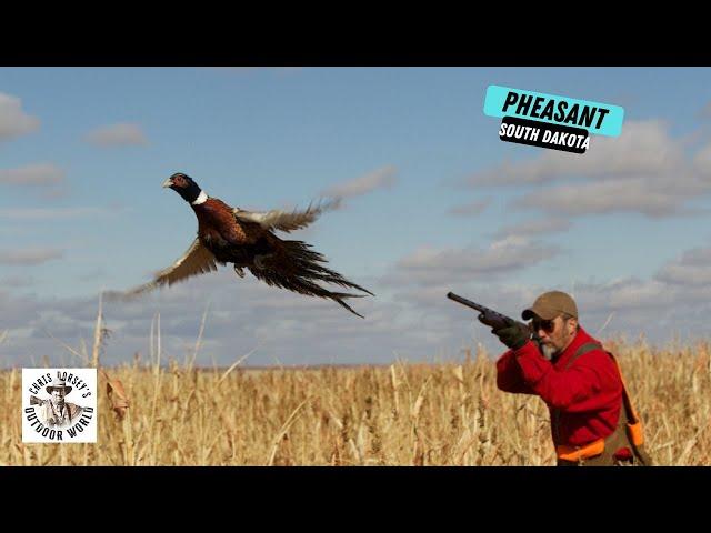 Spectacular pheasant hunting in South Dakota