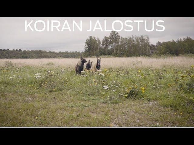 Koiran jalostus