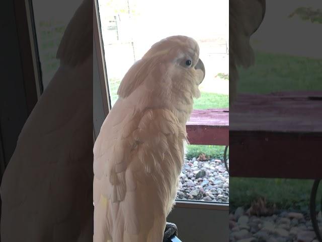 The subdued dance stylings of Benjamin the Best Bird