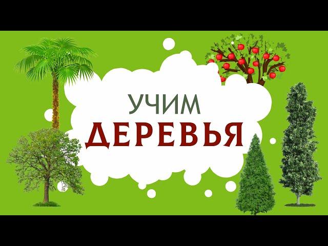 Деревья. Изучаем названия