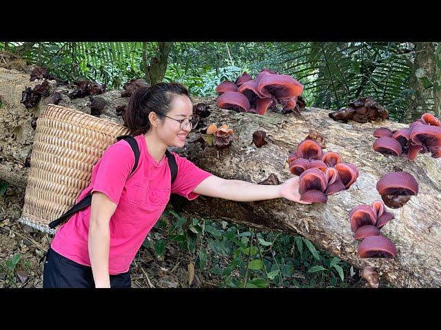 Harvesting MOC NHI mushrooms to preserve over winter and cook