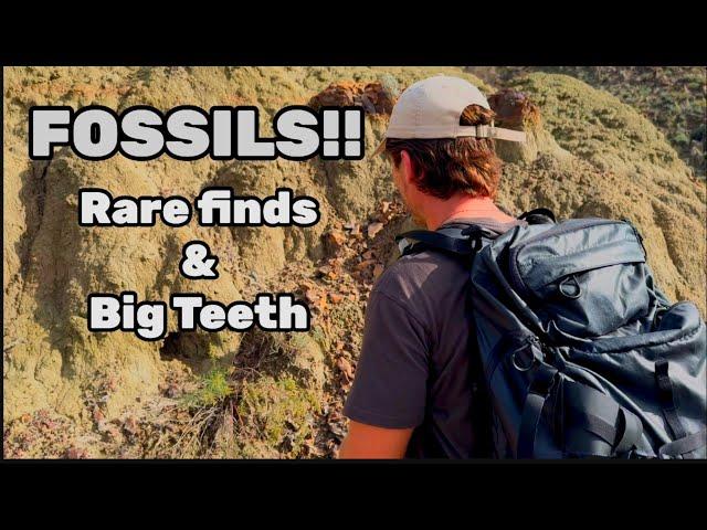 Rare Fossilized Dinosaur Foot Print and More