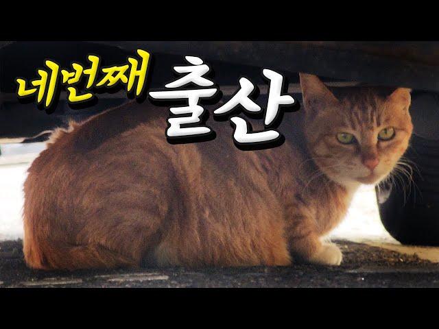 아깽이들이 있는 곳을 찾았다! 길고양이 아인이의 네번째 새끼고양이들이 있는곳은.. #길고양이 #고양이 #길냥이 #straycat #cat