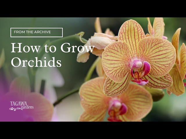 How to Grow Orchids