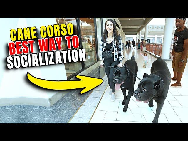 How To Socialize Your Cane Corso #canecorso #dog #dogtraining
