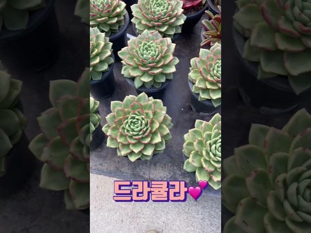 짱짱하게 이쁜 국민다육 드라큘라️ plants #succulent #블루엘프 #민이네다육 #garden #국민다육 010-6863-0625