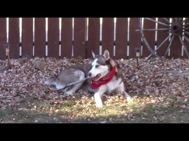 Meet Maxie (Pekingnese), Kyzak & Rydik (Siberian Huskies) playing in leaves.