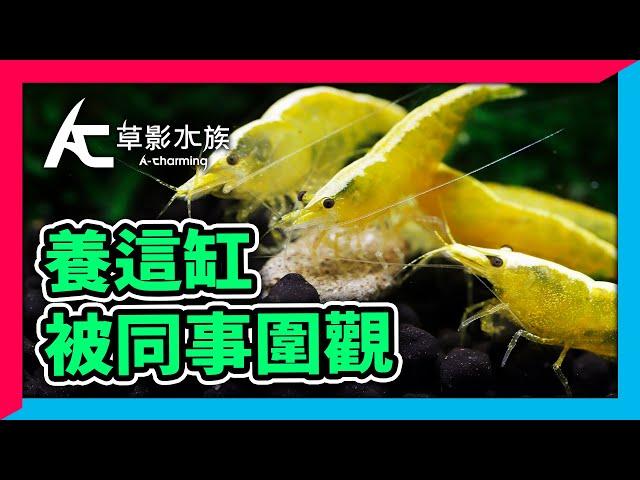 最有人氣8種小蝦，通通養在辦公室小蝦缸｜AC草影水族 [ CC字幕 ]