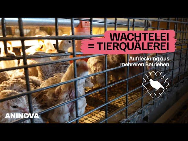 Wachtelei = Tierquälerei