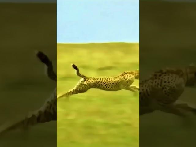 Lightning Fast: Cheetah's Thrilling Hunt for an Antelope! #animals #hunting