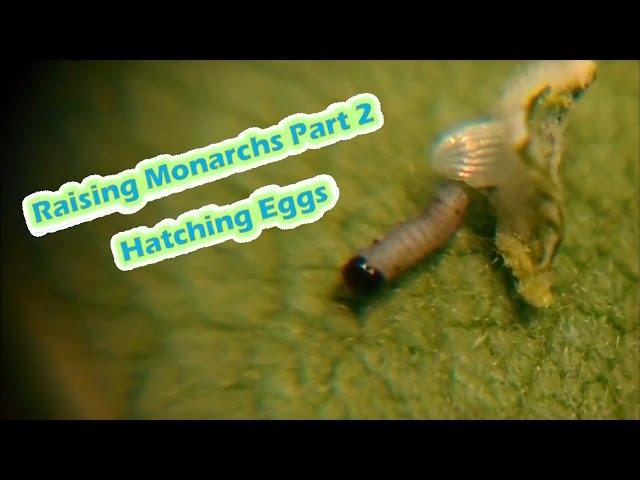 Raising Monarchs Part 2 - Hatching Eggs (How To Hatch Monarch Eggs)