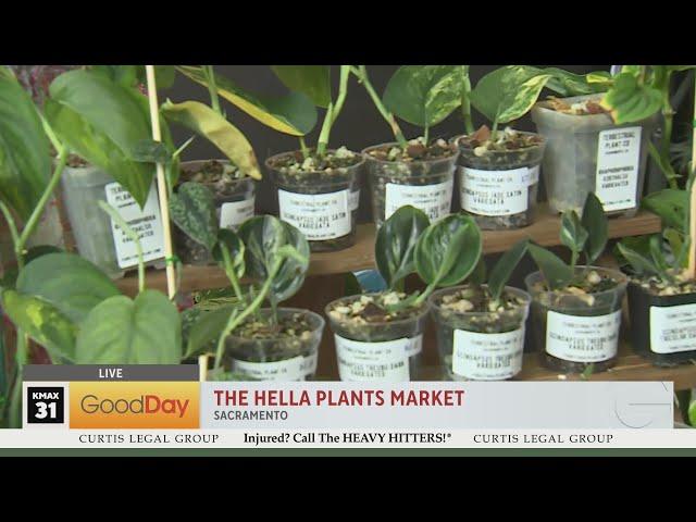 The Hella Plants Market!