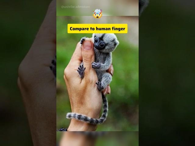 Things that are smaller than you think  #animals #wildlife #cat #explore