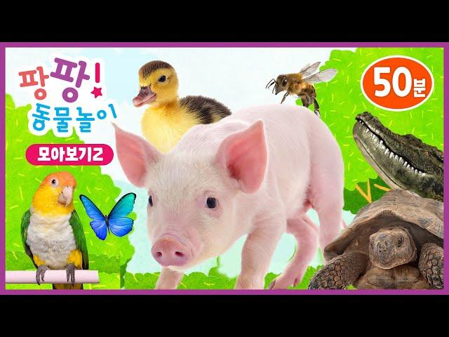 팡팡! 동물놀이ㅣ모아보기2ㅣ자연탐구ㅣ어린이 프로그램ㅣPangpang! Play with AnimalㅣKids