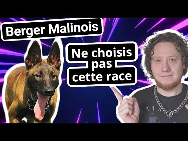 Berger Belge Malinois ... Attention avec ce chien !