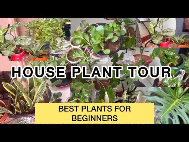 House Plant Tour As A New Plant Parent In Uganda// My Small Ubran Farming In My Little Space